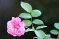 Gardening - Antique Rose image