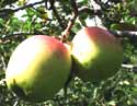 Gardening - Golden Dorsett Apple Picture