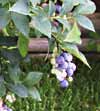 Gardening - Blueberries picture