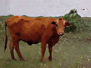 CCISD News - Livestock Picture
