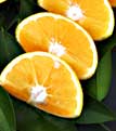 Gardening - Citrus slices picture