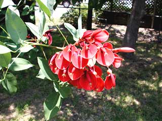 Gardening: Fireman's Cap image