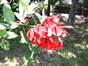 Gardening - Fireman's Cap image