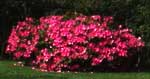 Gardening - Home Landscape picture