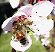 Gardening - Honeybee on Flower Image