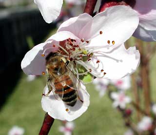 Gardening - Honeybee on Flower Image