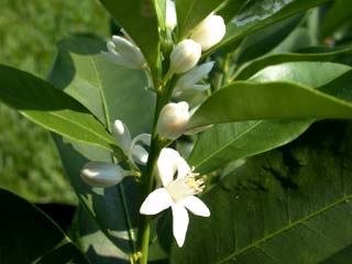 Gardening: Meiwa Kumquat image