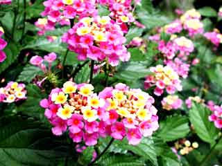 Gardening - Lantana Image