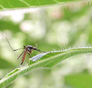 Gardening -  Mosquito Image