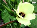 Gardening - Okra picture
