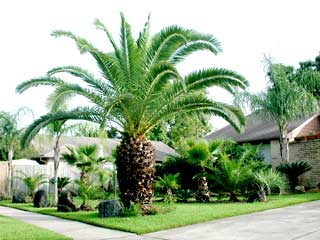 Gardening -  Palm Image