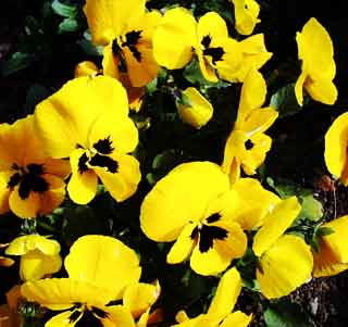 Gardening: Pansies Picture