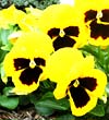 Gardening - pansies image