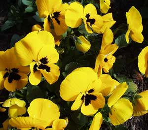 Gardening: Yellow Pansy image