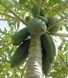 Gardening: Papaya Tree Image