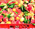 Gardening - Peaches picture