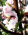 Gardening - Blossoming Peach Tree image