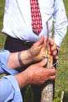 Gardening - Pecan Grafting Image
