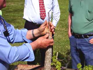 Gardening - Pecan Grafting Image