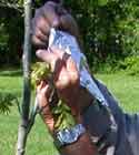 Gardening - Pecan Grafting picture