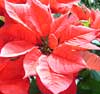 Gardening - Poinsettia image
