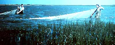 Government - purse seining - Galveston
