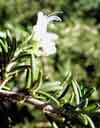 Gardening - Rosemary image