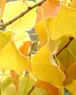 Gardening - Autumn Leaves image