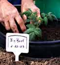Gardening - Tomato Transplants picture