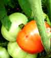 Gardening - Tomatoes picture