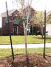 Gardening - Tree Planting image