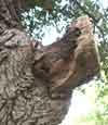 Gardening - Pruning image