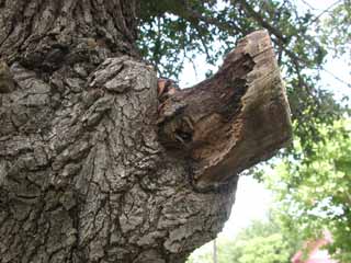 Gardening: Pruning Image