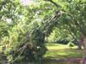 Gardening - Lightning Damage picture by Jim Hall